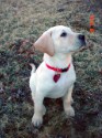 Chevelle@9 Weeks 005_edited.jpg